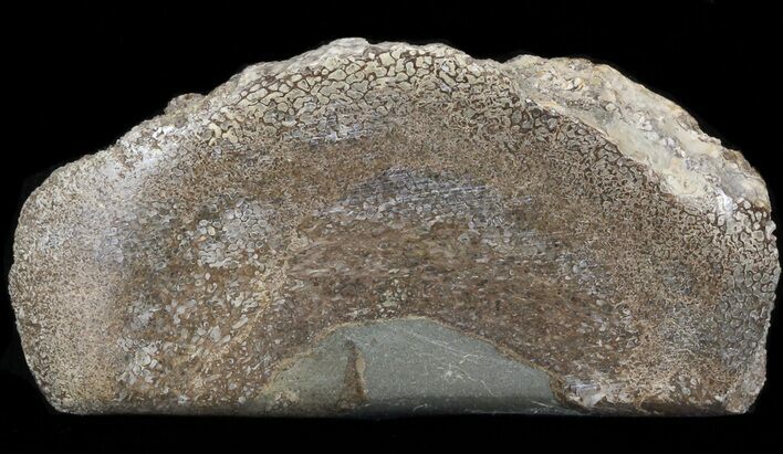 Polished Pliosaur (Liopleurodon) Bone - England #41020